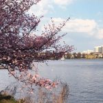 Kirschblütenfest an der Hamburger Alster