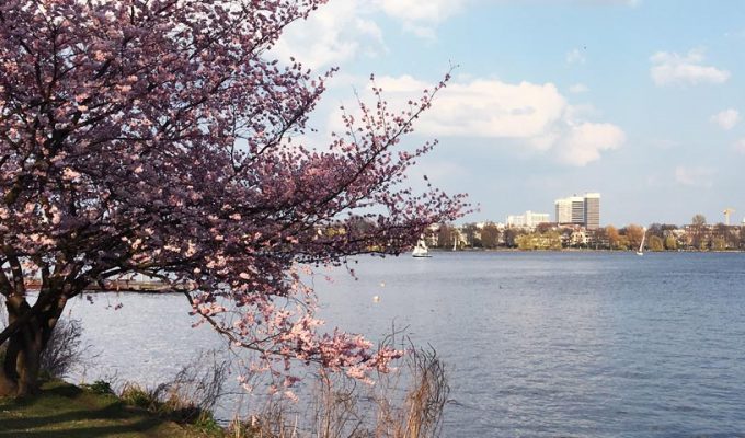 Kirschblütenfest an der Hamburger Alster