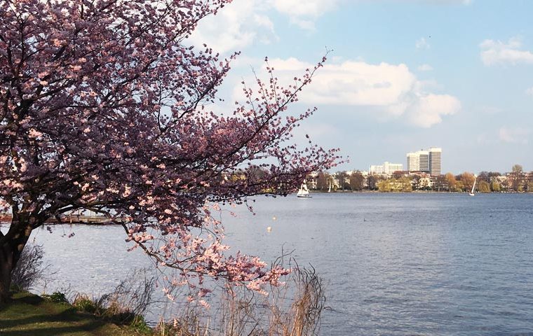 Kirschblütenfest an der Hamburger Alster